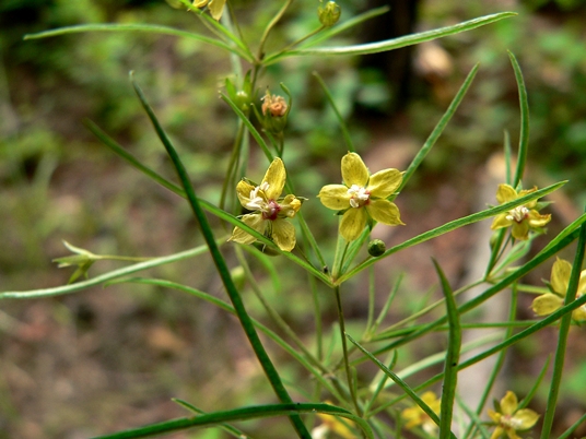 {Lysimachia graminea}